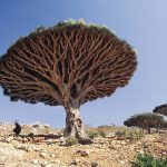 Mutlaka Görmeniz Gereken Yerler – Sokotra Ejderha Ağacı