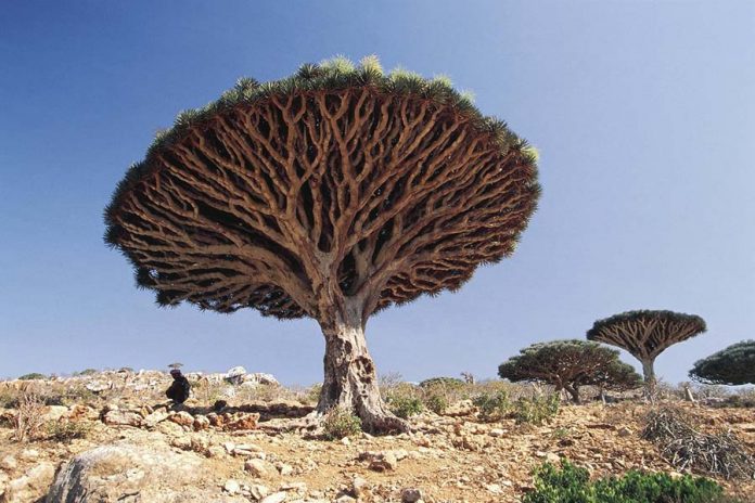 Mutlaka Görmeniz Gereken Yerler - Sokotra Ejderha Ağacı