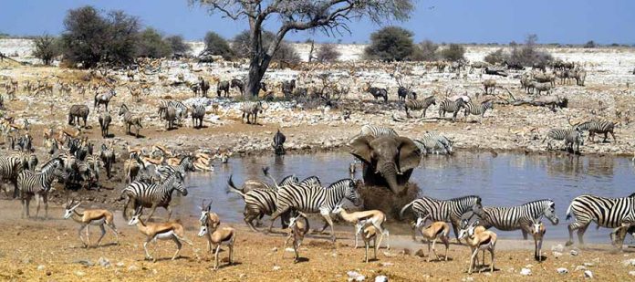 Afrika'da Safari Yerleri - Etosha Milli Parkı, Namibya